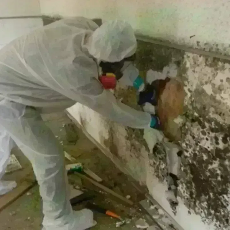 Mold Remediation and Removal in Postville, IA